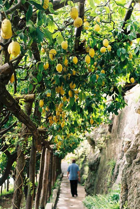 Back to the lemon trees...